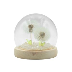 Leichter Augenblick – Zwei Pusteblumen unter Glas